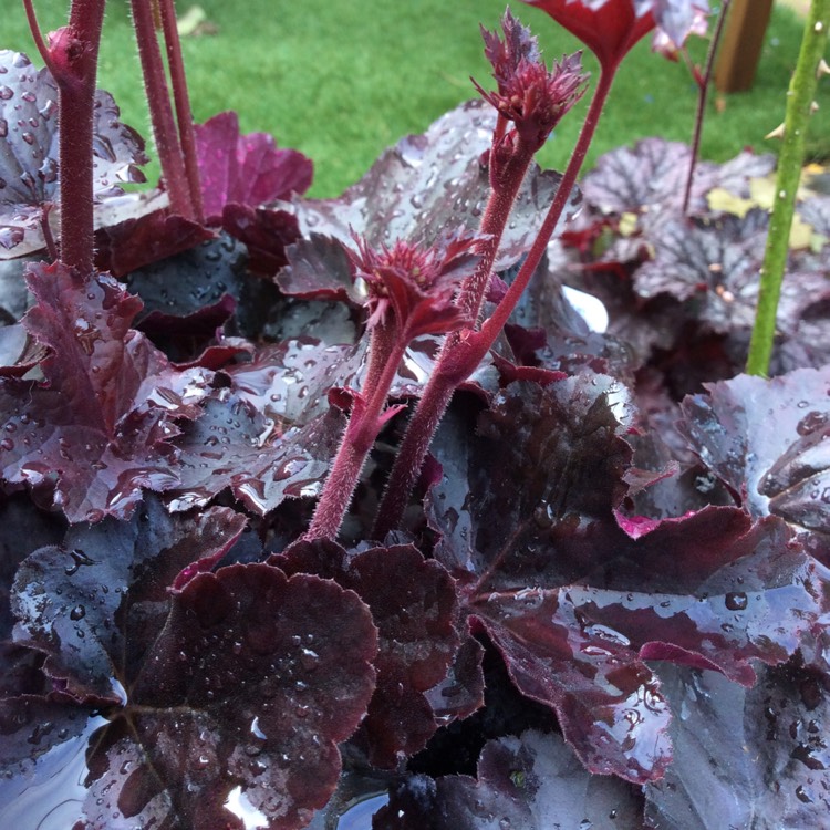 Plant image Heuchera 'Obsidian Coral bells'