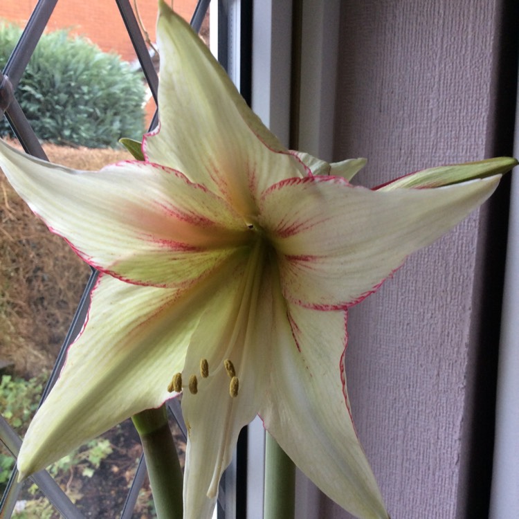 Plant image Hippeastrum (Diamond Group) 'Green Magic'