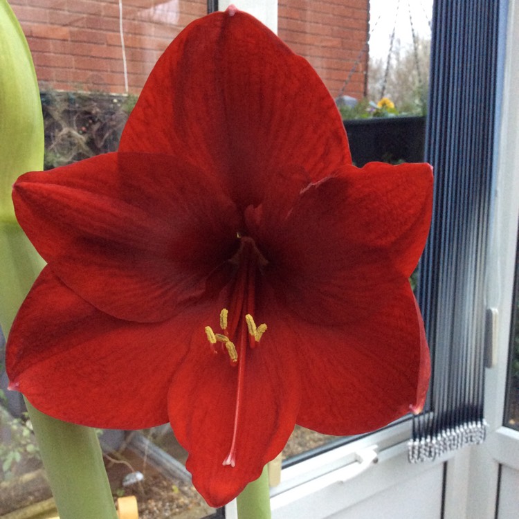 Plant image Hippeastrum (Spider Group) 'Carmen'