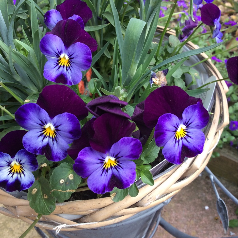 Plant image Viola cornuta 'Rocky Mickey'