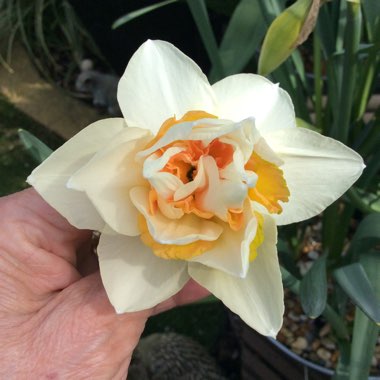 Narcissus 'Replete'