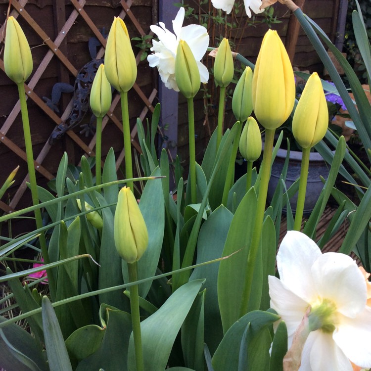 Plant image Tulipa 'Golden Apeldoorn'