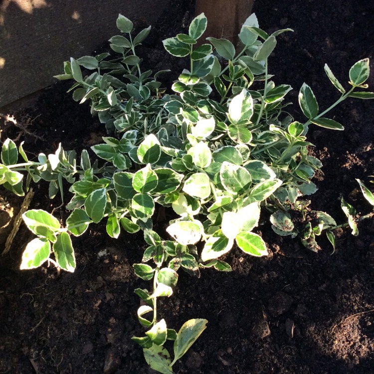 Plant image Euonymus Fortunei 'Emerald Gaiety'