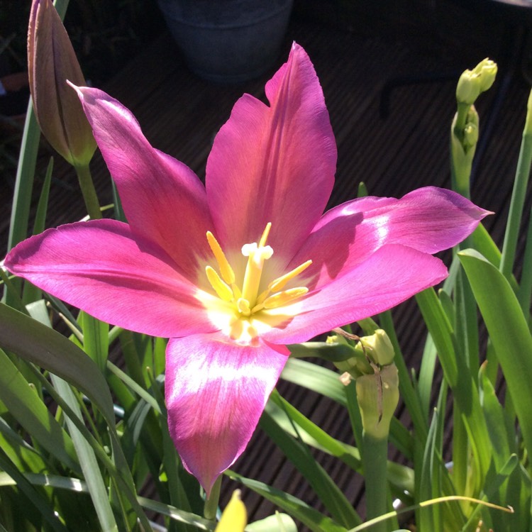 Plant image Tulipa 'Purple Dream'