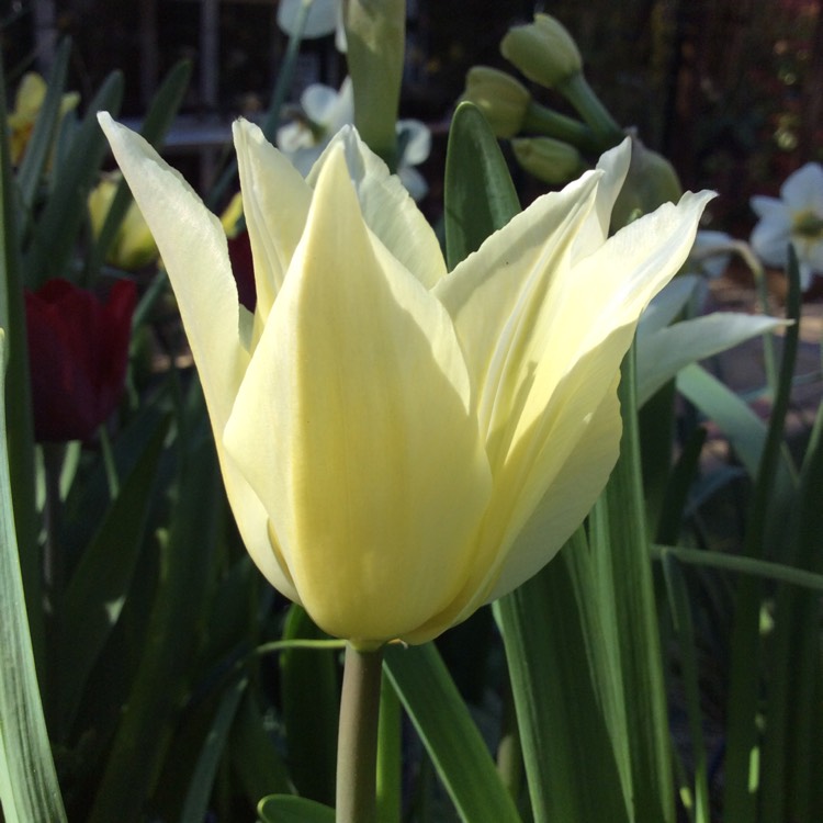 Plant image Tulipa 'Tres Chic'