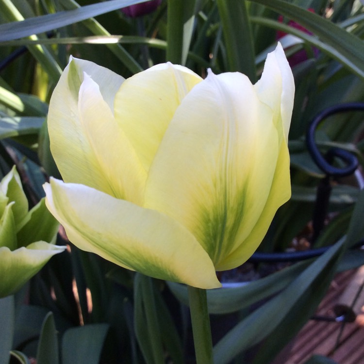 Plant image Tulipa 'Spring Green'