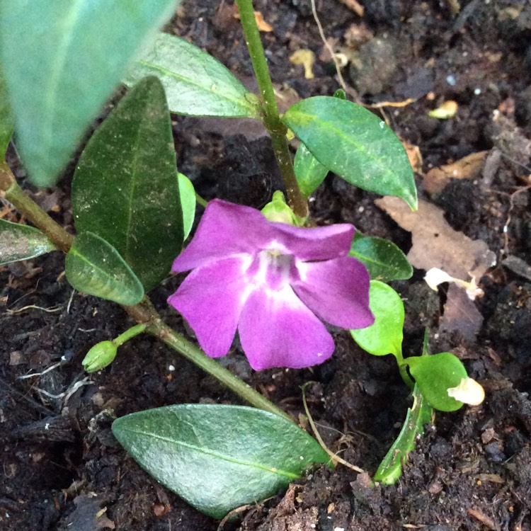 Plant image Vinca Minor 'Atropurpurea'