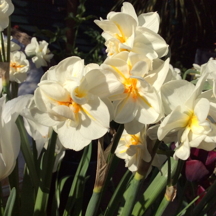 Plant image Narcissus 'Sir Winston Churchill'