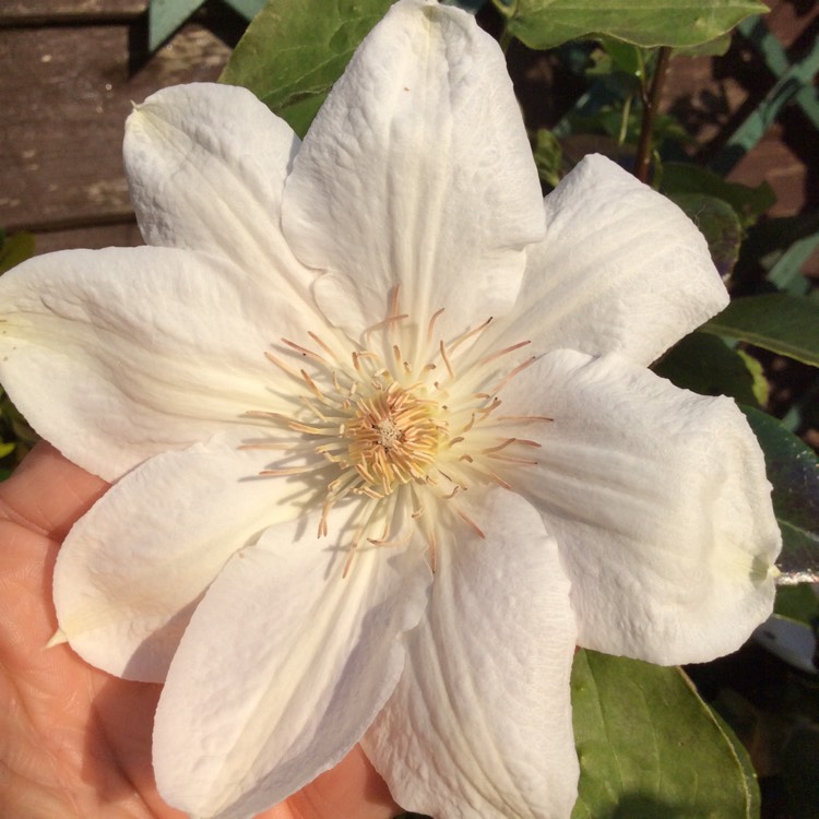 Plant image Clematis 'Mrs George Jackman'