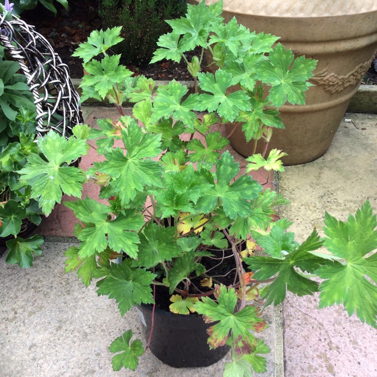 Plant image Geranium wallichianum 'Buxton's Variety' syn. Geranium wallichianum 'Buxton's Blue'