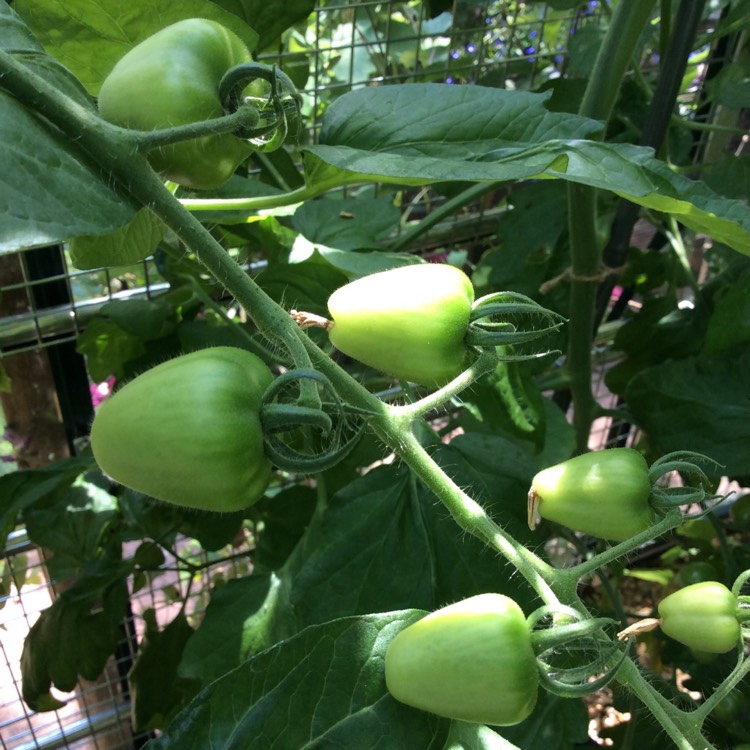 Plant image Solanum lycopersicum var. cerasiforme 'Golden Cherry'F1