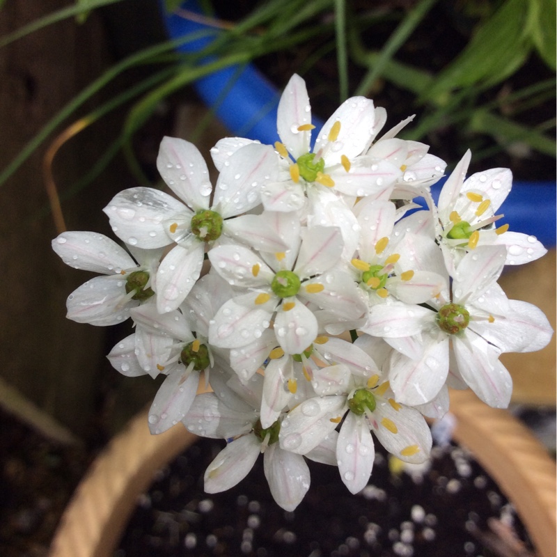 Plant image Allium subhirsutum