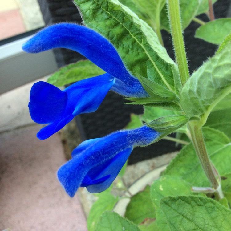 Plant image Salvia patens 'Blue Angel'