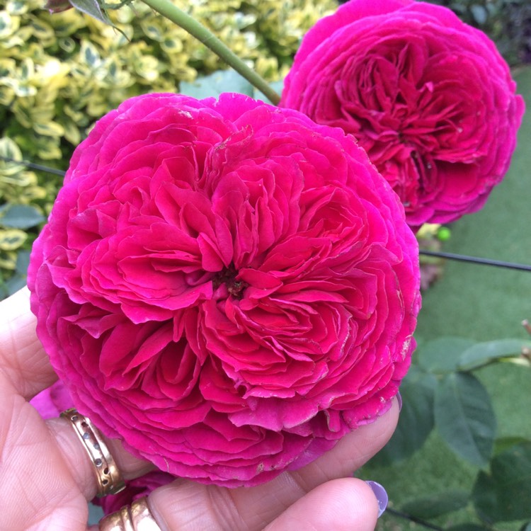 Plant image Rosa 'Falstaff'