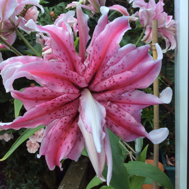 Plant image Lilium 'Magic Star'