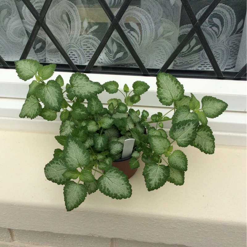 Plant image Lamium maculatum 'Red Nancy'