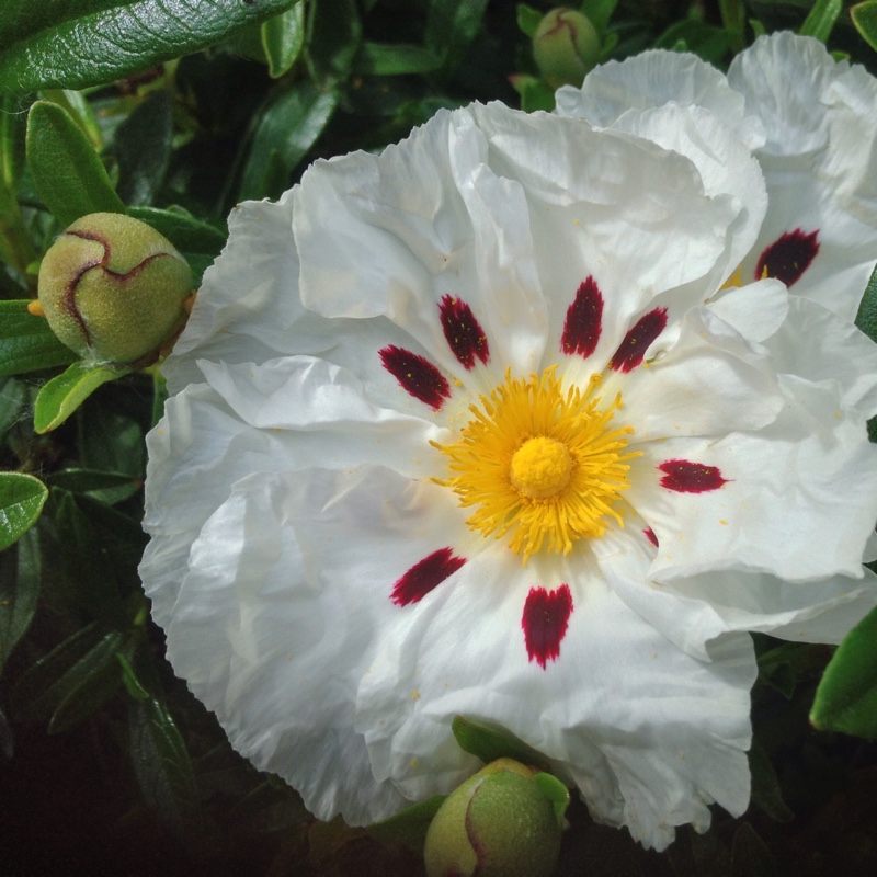 Plant image Cistus x aguilarii 'Maculatus'