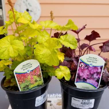 Heuchera