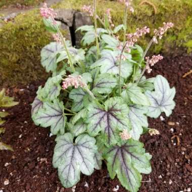 x Heucherella 'Pink Fizz'