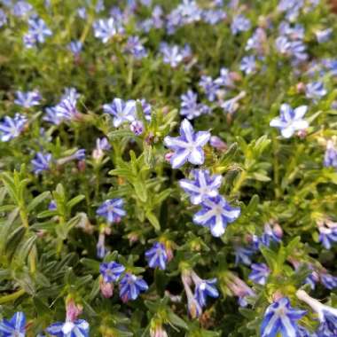 Lithodora diffusa' White Star'