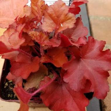 Heuchera