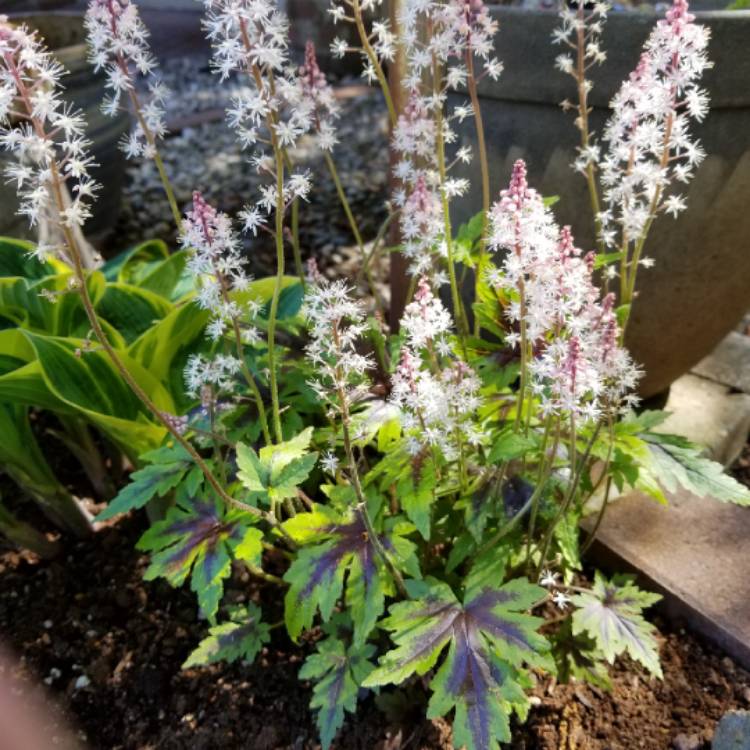 Plant image x Heucherella