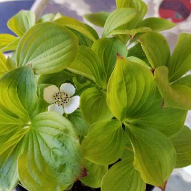 Cornus canadensis