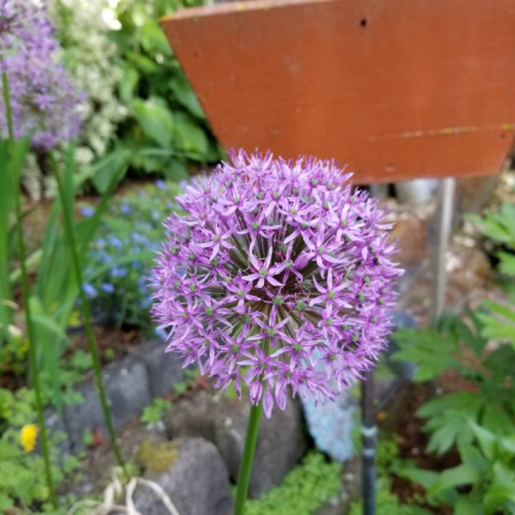 plant image 1044833