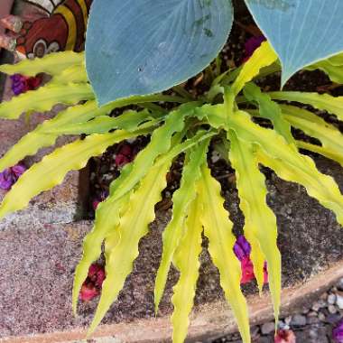 Hosta 'Curly Fries'