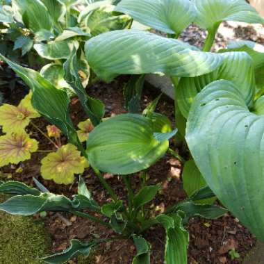 Hosta 'Praying Hands'