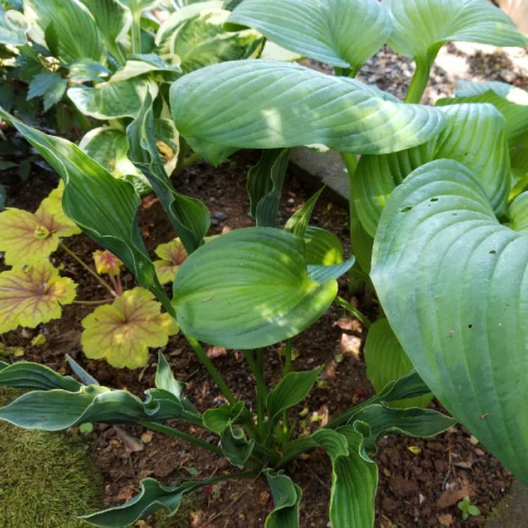 Plant image Hosta 'Praying Hands'