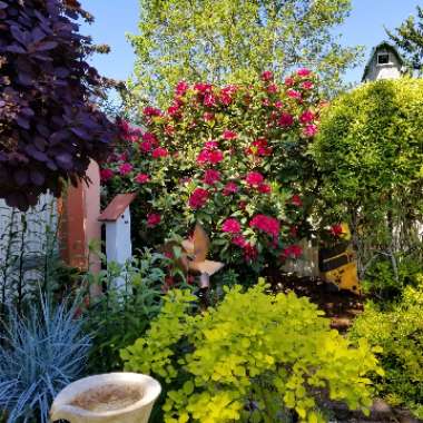 Rhododendron 'Lord Roberts'