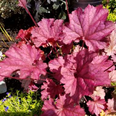 Heuchera 'Berry Smoothie'