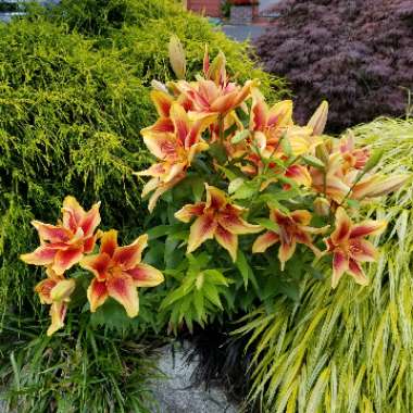 Lilium (Oriental)