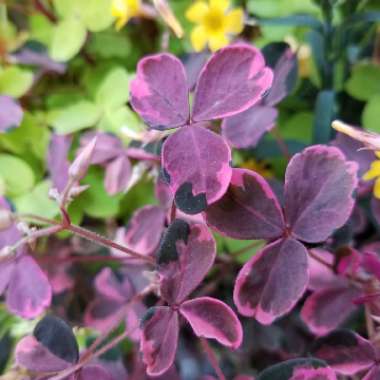 Oxalis 'Plum Crazy'