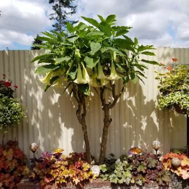 Brugmansia 'Betty Marshall'