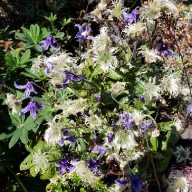 Clematis Integrifolia 'Blue Ribbons'