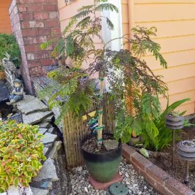 Albizia julibrissin 'Chocolate Fountain'