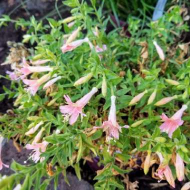 Epilobium canum syn. Zauschneria californica