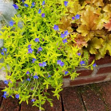 Lithodora diffusa' White Star'