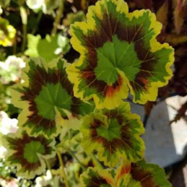 Pelargonium 'Mrs Pollock'