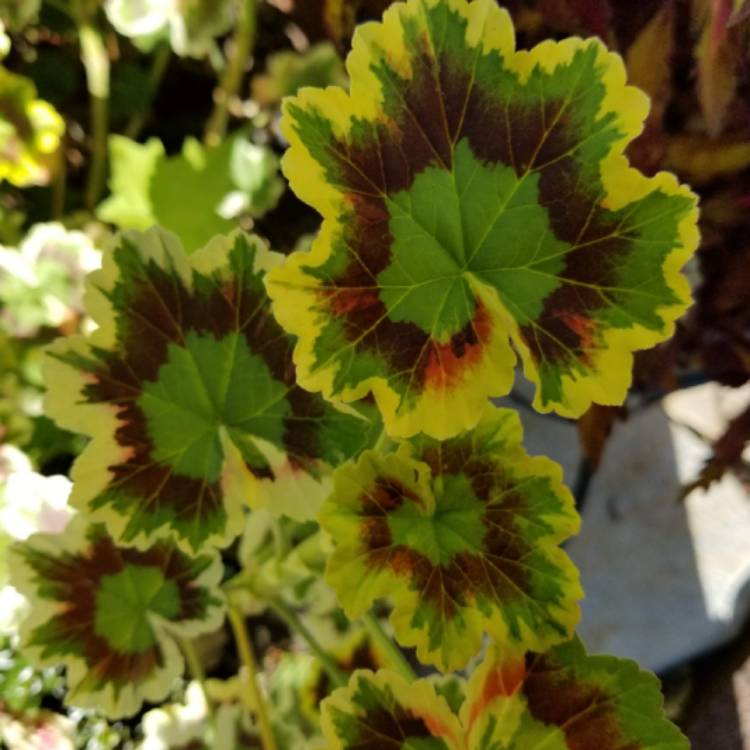 Plant image Pelargonium 'Mrs Pollock'