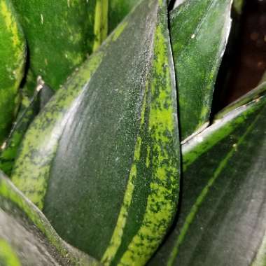 Sansevieria