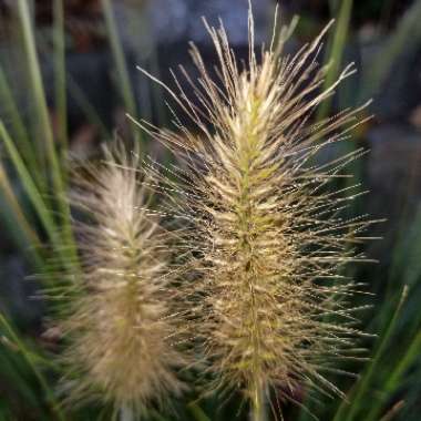 Pennisetum alopecuroides