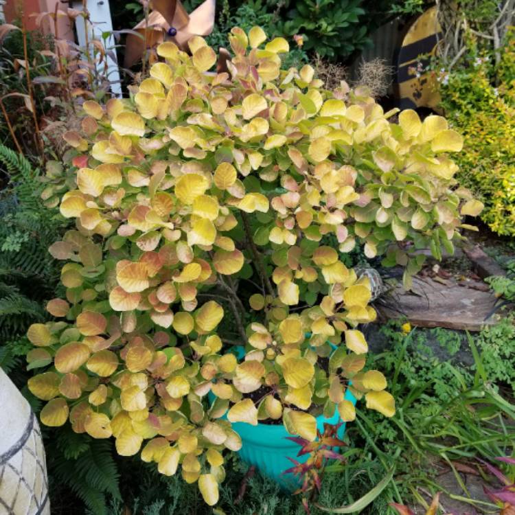 Plant image Cotinus