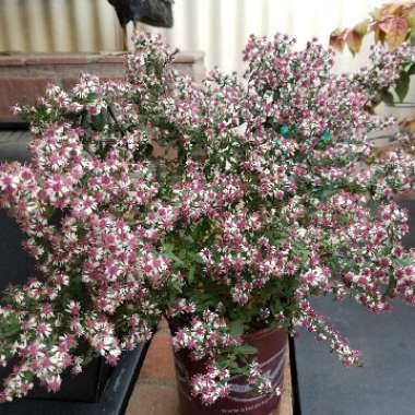 Aster lateriflorus 'Horizontalis'