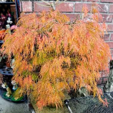 Acer palmatum 'Waterfall' (Dissectum Group) syn. Acer palmatum var. dissectum 'Waterfall'