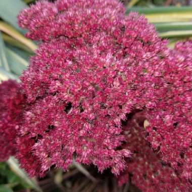 Sedum