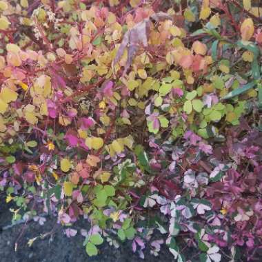 Oxalis spiralis vulcanicola subsp. 'Sunset Velvet'