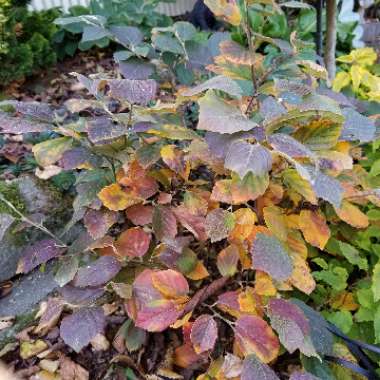 Fothergilla major